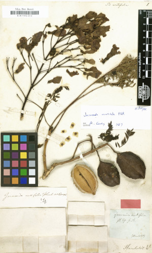 Bild von Bignonia acutiflora