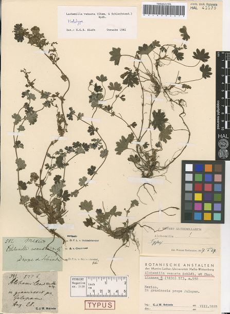 Type specimen of Alchemilla venusta Schltdl. & Cham.