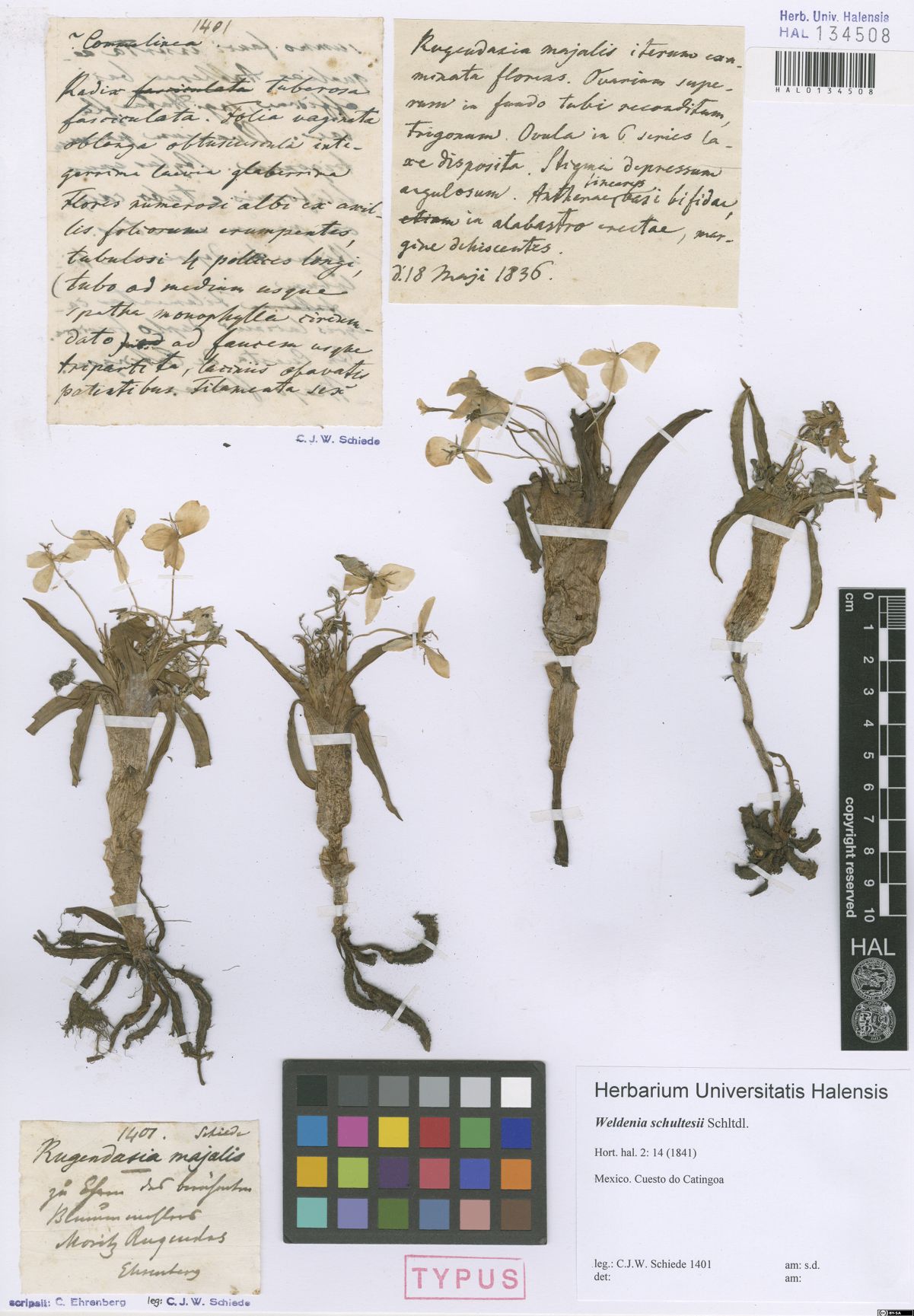 Type specimen of Weldenia schultesii Schltdl.