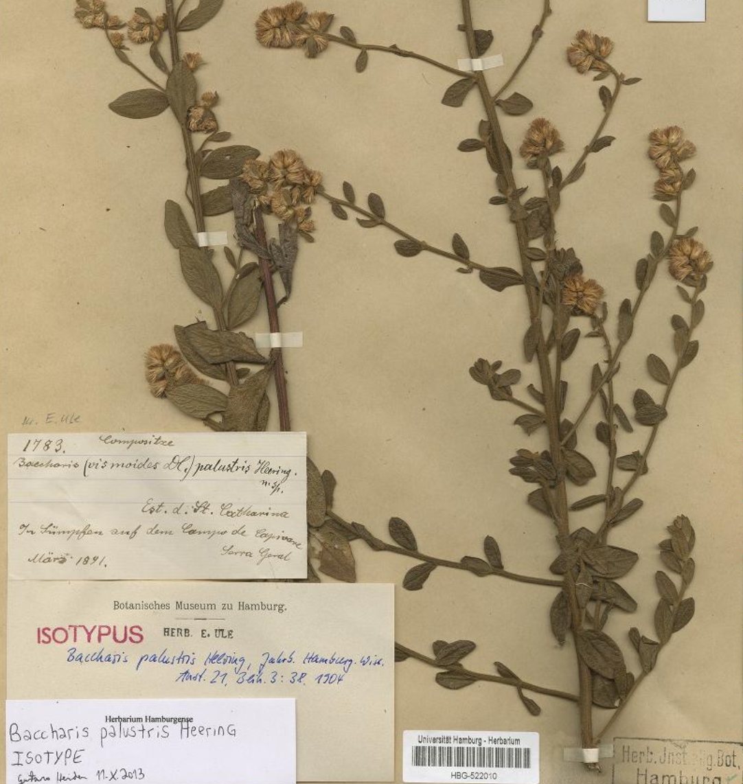 Type specimen of Baccharis palustris Heering